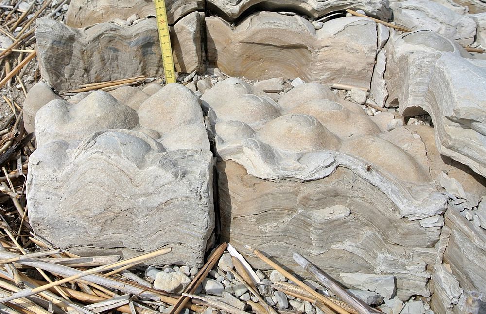 Stromatoliidid Saaremaal.  Foto: Wikipedia (puristid võivad kindlasti vinguda, et sinivetikad pole päris vetikad. Aga sellegipoolest on need mõnusad hiidmõnglid vaatamisväärsused)