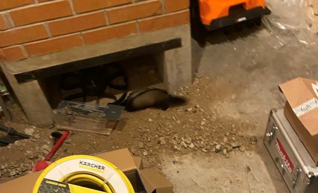 Tuhkur töötoas hiiri otsimas