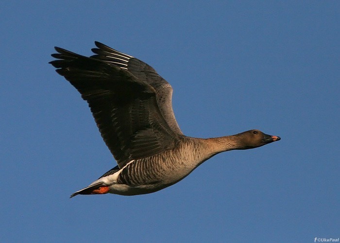 Tundra-rabahani.