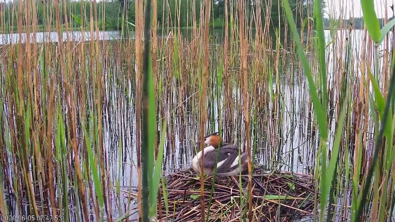 Tuttpüti vanalinnud lahkusid eile pesalt kolme pojaga ja seda lõplikult. Pesasse jäi üks koorumata muna, mida tuttpütid enam hauduma ei naase, aga selles pole ka midagi haruldast.