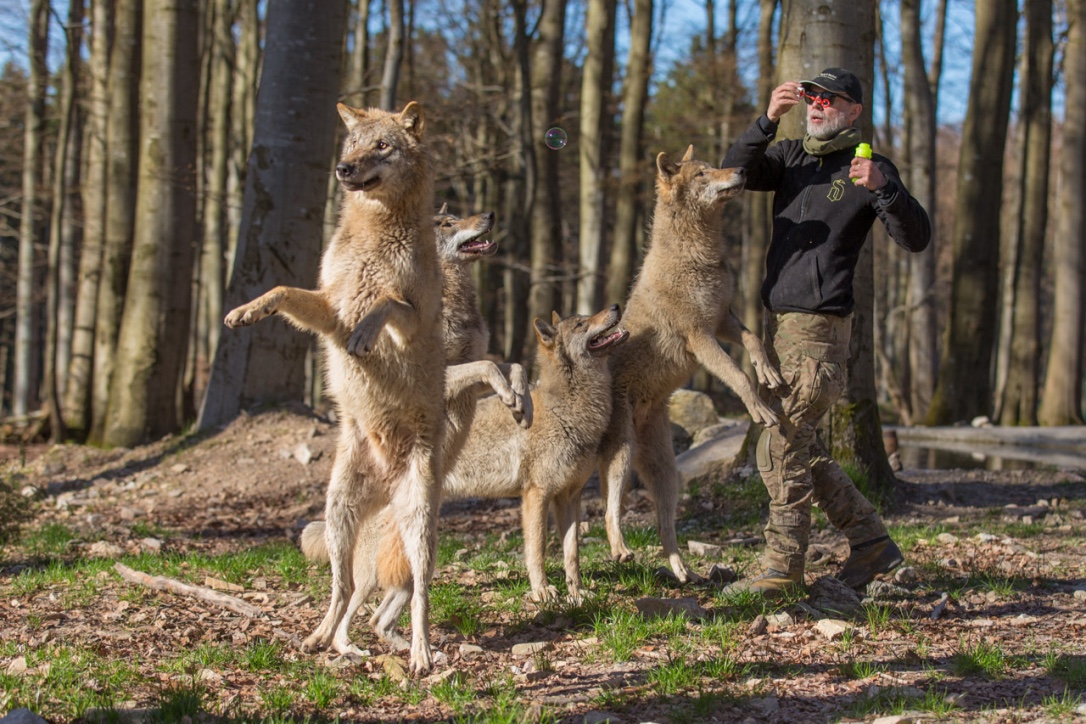 hunt