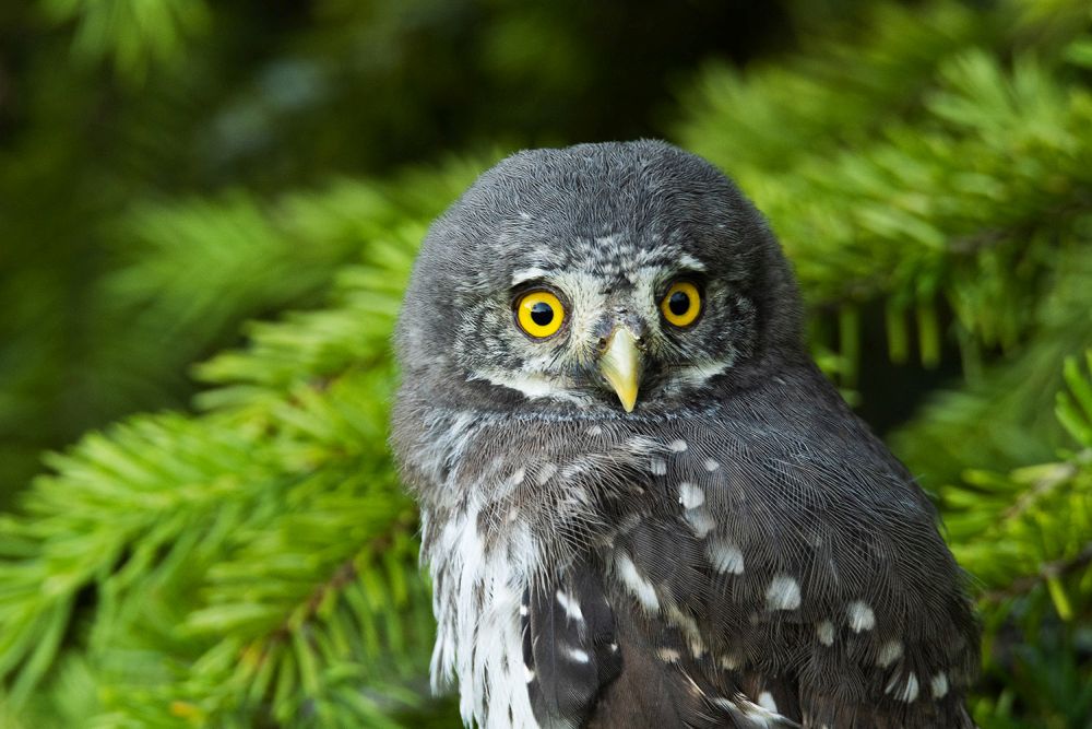 Sugupooled on aastaringselt sarnases sulestikus. Värbkakkude pea on kehaga võrreldes väike ja saba lühike. Suured silmad ja nokk kollased, kulmutriibud heledad ning nende näol puudub kakkudele omane näoketas. Jalad sulised, küünised tumepruunid.