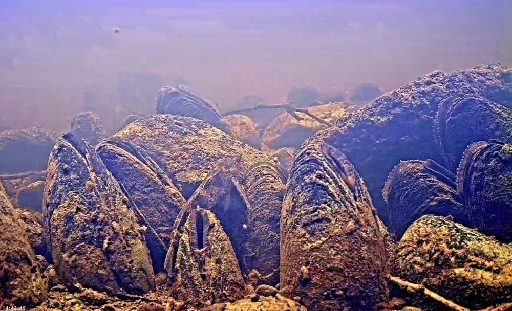Võldas