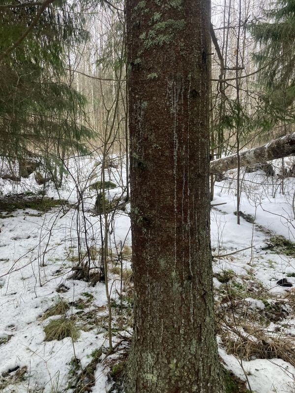 Vaigujooks kuusetüvel