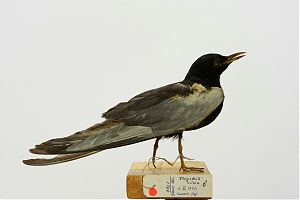 Valgetiib-viires