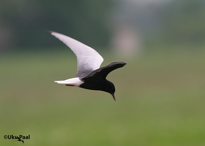 Valgetiib-viires. 31.05.2007, Räpina polder.