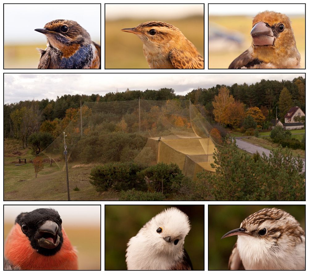 Valik uuringu käigus Kabli ja Pulgoja linnujaamades püütud linde: sinirind (Luscinia svecica), kõrkja-roolind (Acrocephalus schoenobaenus), suurnokk (Coccothraustes coccothraustes), leevike (Pyrrhula pyrrhula), sabatihane (Aegithalos caudatus) ja porr (Certhia familiaris) 