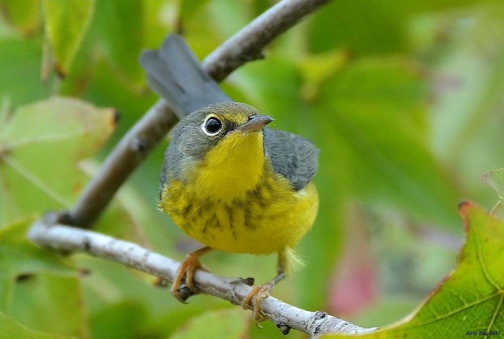 Viirpugu-säälik (Cardellina canadensis) oli üks liik, kelle sulestiku värvi uuriti.