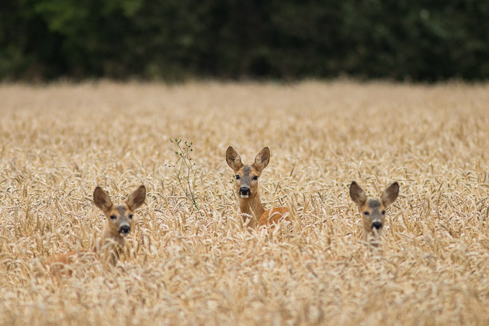 kits
