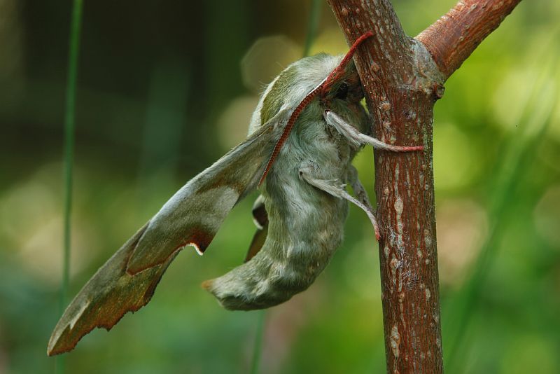 Pärnasuru