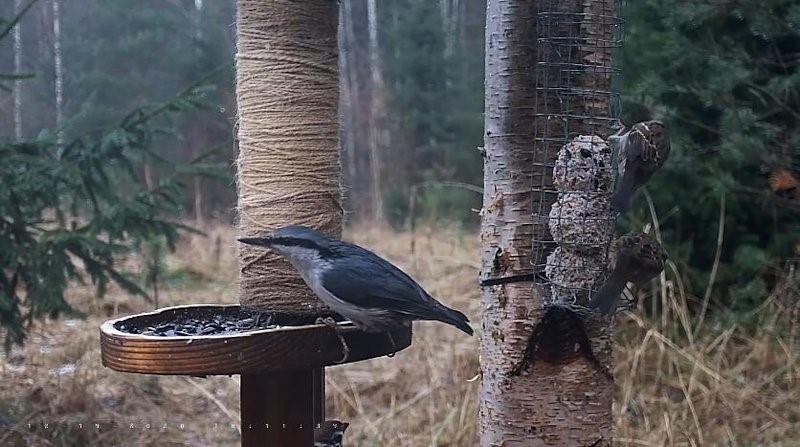 Puukoristaja ja põldvarblased