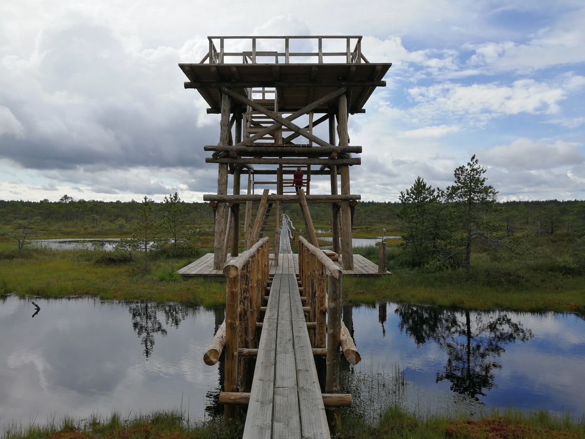 Männikjärve raba vaatetorn.