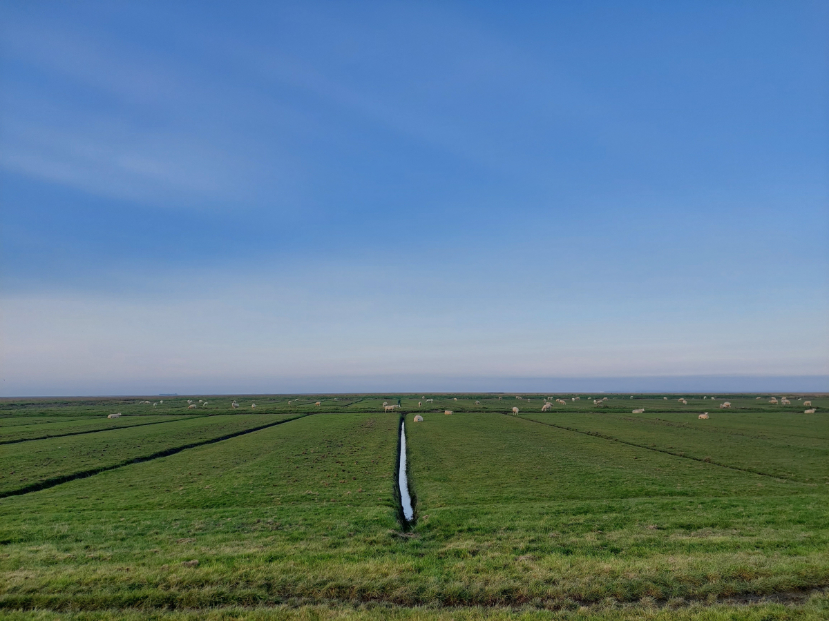 friisimaa