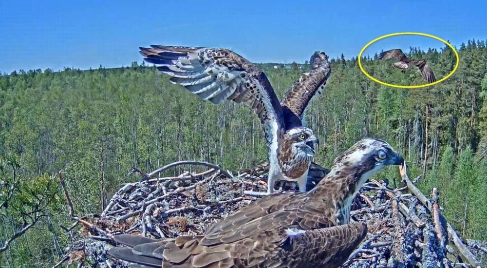 Kolm kalakotkast pildil ehk häirija peab saama pesalt eemale peletatud 