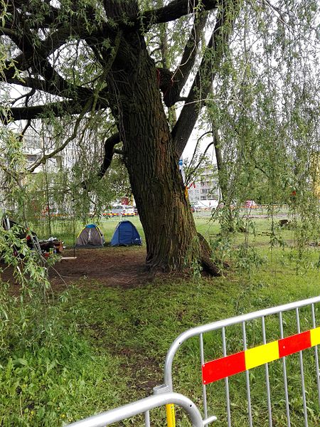 Haabersti hõberemmelgas 8. juunil 2017.