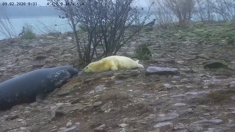 Esmalt tuleb ringi liikuv hülgepoeg ülesse leida: selles aitab emaslooma tuttav lõhn ja hülgepoegade häälitsused. Kivisel, kallakuga rannal peaavad mõlemad osapooled leidma mugava asendi, aga kirjeldatu on esimeste sünnijärgsete päevade kohanemine. Mõne päevaga laabub kõik juba iseeneslikult.