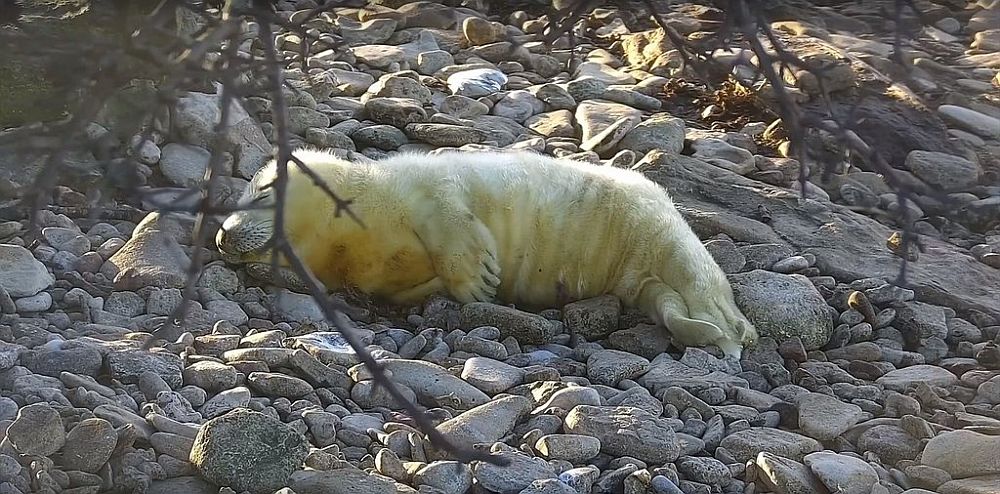 See kõhu täis söönud ja magav tegelane, kes on oma kena kasuka veidi ära määrinud peaks olema paari päeva vanune