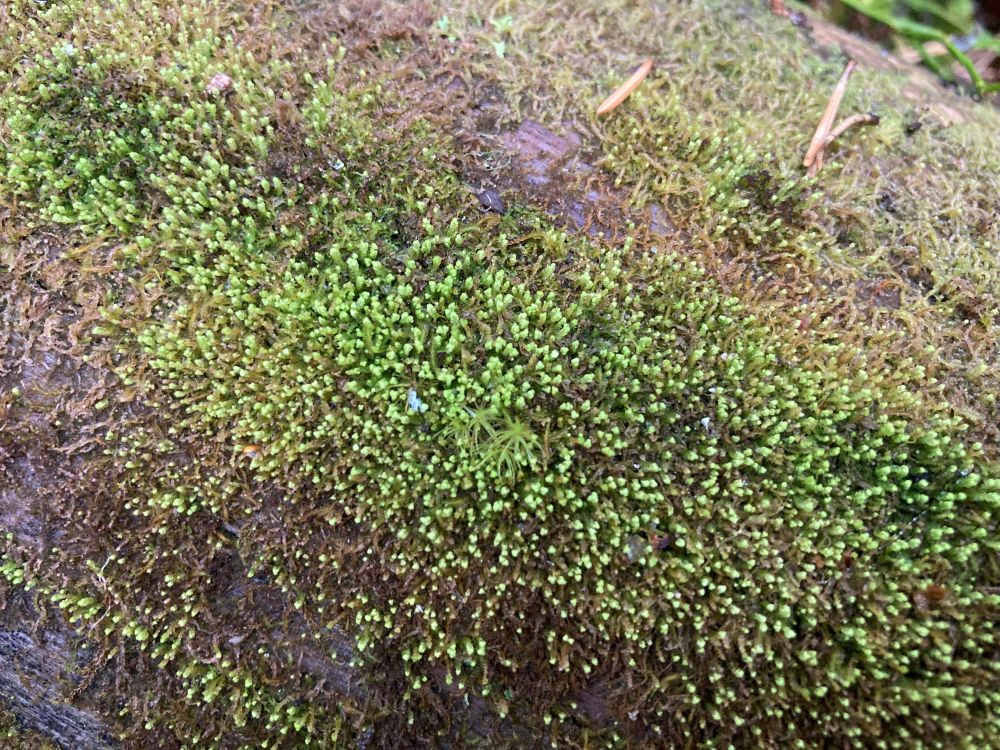 Paljas hammassammal kasvab niiskel kõduneval puidul, kas soode turvasmuldadel või ka turbasammalde seas ja leida võime pigem soostunud aladelt.