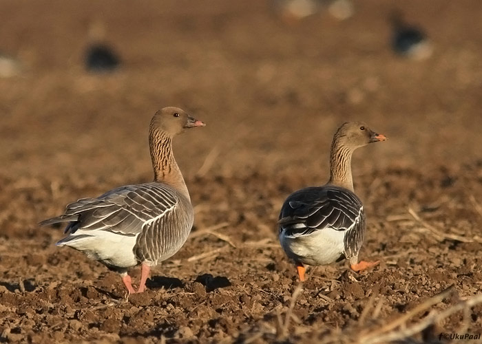 Lühinokk-hane (vasakul) eristamine tundra-rabahanest (paremal) ei ole kõige lihtsam määramisülesanne. Lühinokk-hane jalad ja nokk on roosad, rabahanel aga oranžid ning lühinokk-hane selg on rabahane omast heledam