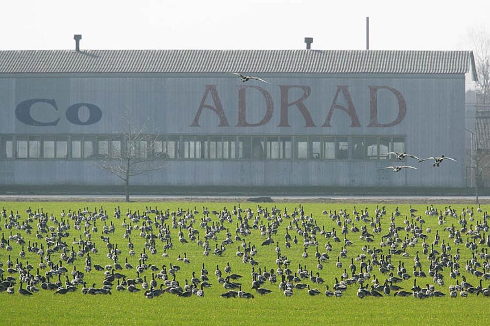 Orasepõllud on hanedele soodsad toitumiskohad. 