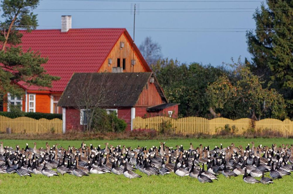 Kevadrändeks piisava energiavaru tagamiseks on haned sunnitud trotsima inimese kohalolu.