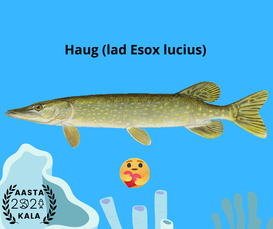 haug