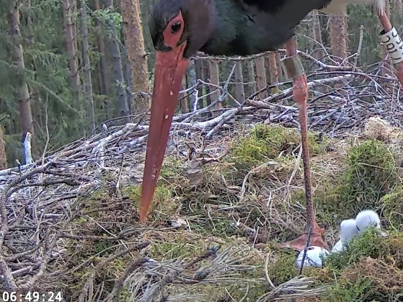 Juba hommikul oli munas näha hingamisava