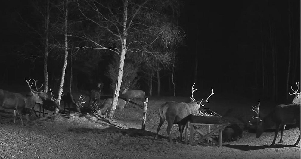 …üle hulga aja kohale ilmunud metssead pidasid paremaks jalga lasta