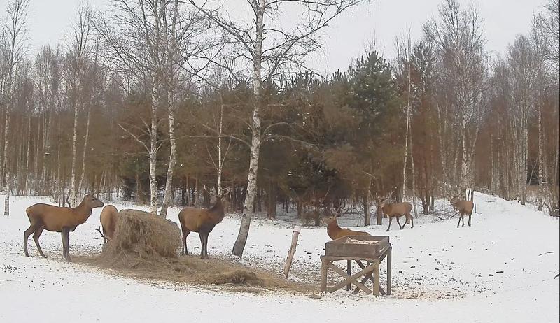 Tänavu on vaatlusplatsil silma hakanud mitmeid ühe sarveharuga hirvepullid
