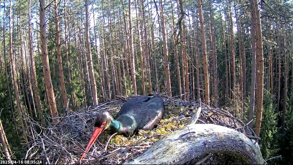 Täna hommikune pilt pesast