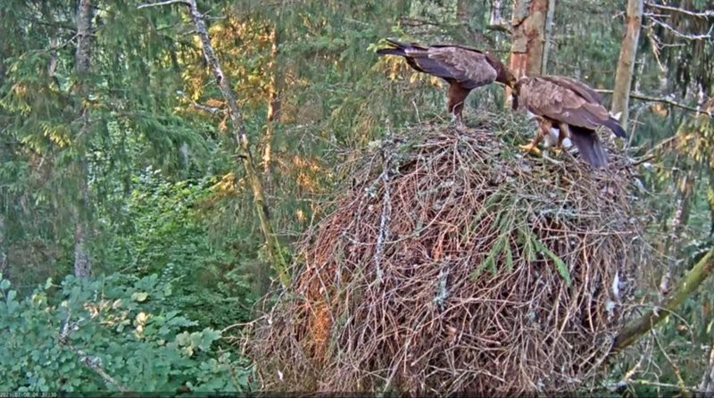Perekondliku hommikusöögi aeg (vasakul väiksem ja tumedam isaslind)