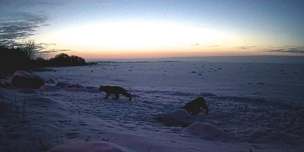 ilves