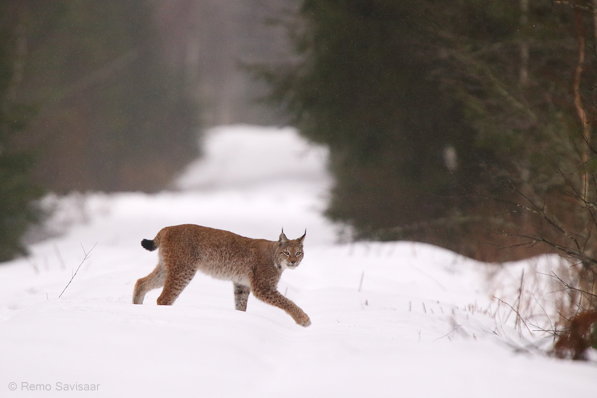 ilves läheb