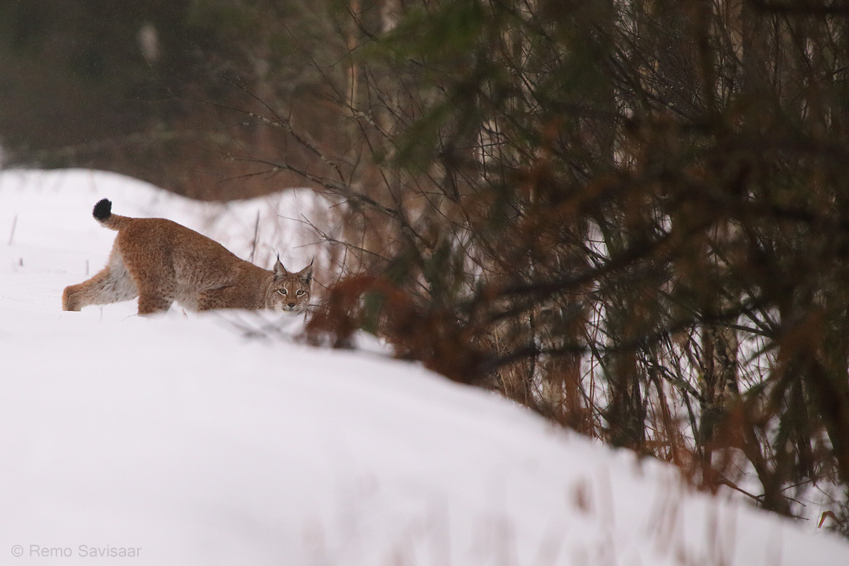 ilves