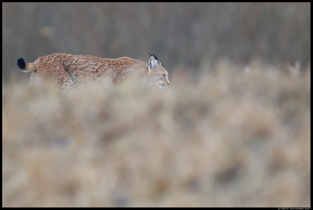 ilves