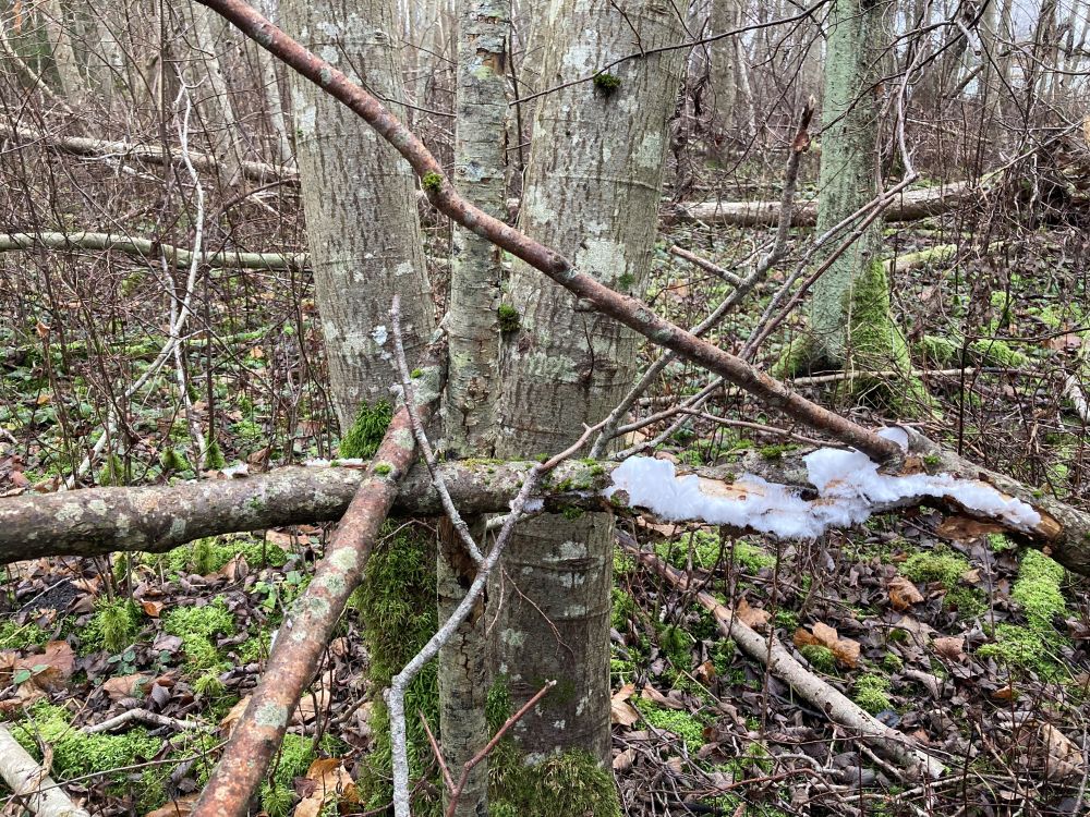 Nähtust kirjeldas esimesena saksa geofüüsik ja meteoroloog Alfred Wegener 1918. aastal, kes eeldas, et ilmingu tekkele peaks kaasa aitama mingi seen. Alles 2015. aastal jõudsid teadlased järelduseni, et haldjajuuste tekkele aitab kaasa hallitusega sarnane seen Exidiopsis effusa. 