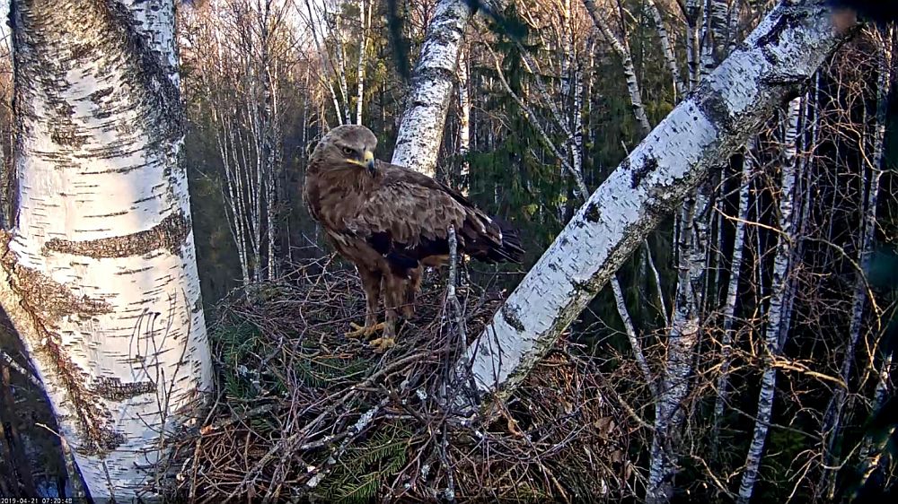 Väike-konnakotka isaslind, kes ehitas pesa enne Magnuse saabumist.