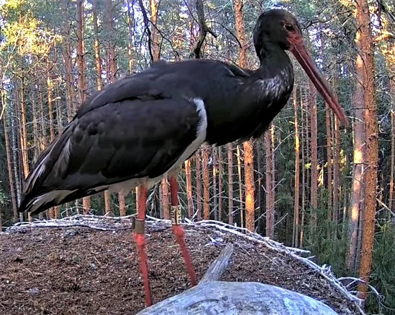 Viimased paarkümmend päeva pere eest hoolitsenud isaslind Karl jätab pikalt pesaga hüvasti