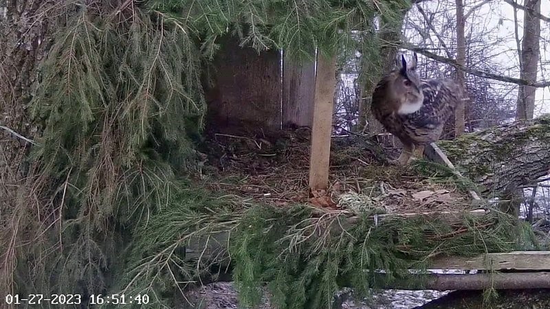 Eilne kuvatõmmis õhtuhämaruses pesaalusele saabunud isaslind