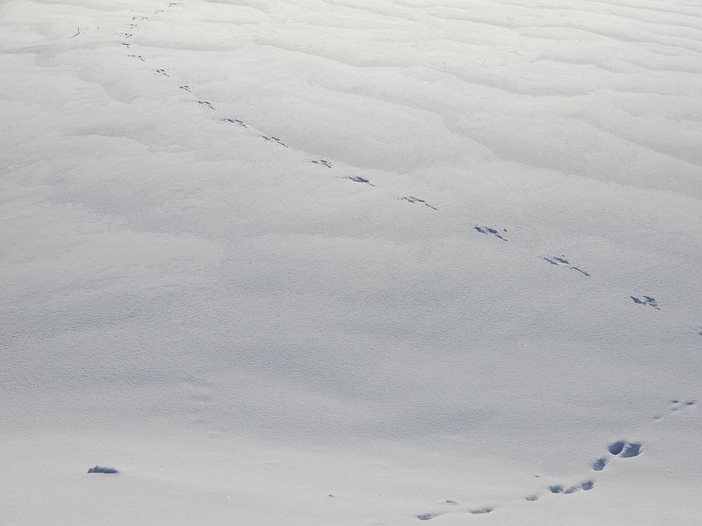 Jänes sügavale lumme ei vaju
