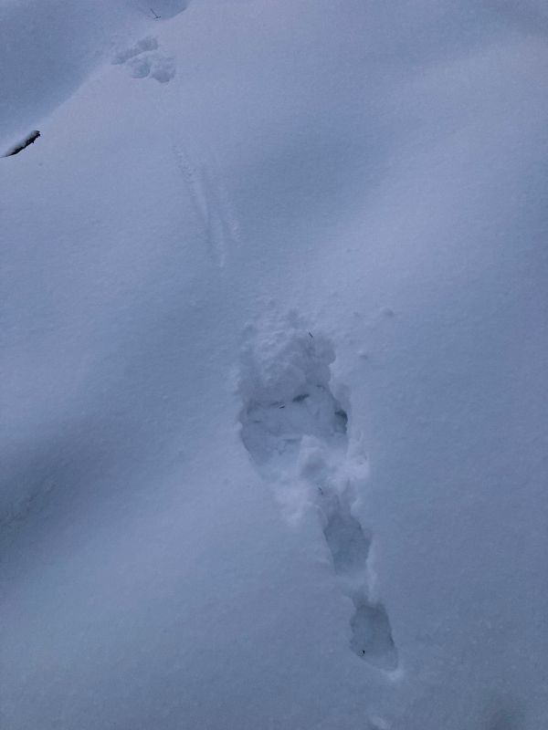 Halljänese jäljed sama haava juurest lahkudes