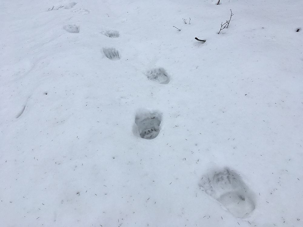 …ja jäljerida