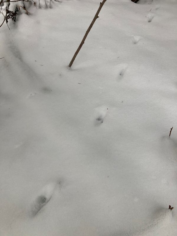 Kärbi jäljerida