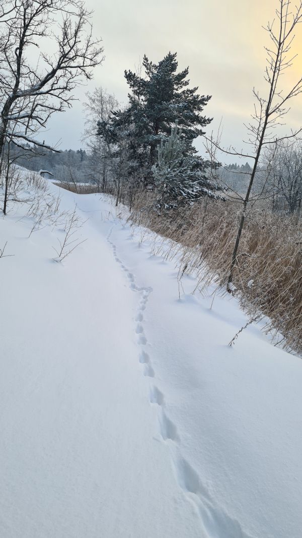 Saarma jäljerida