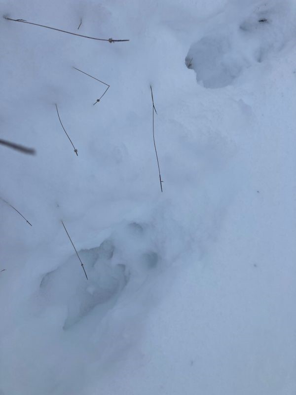 Põdra jäljerida