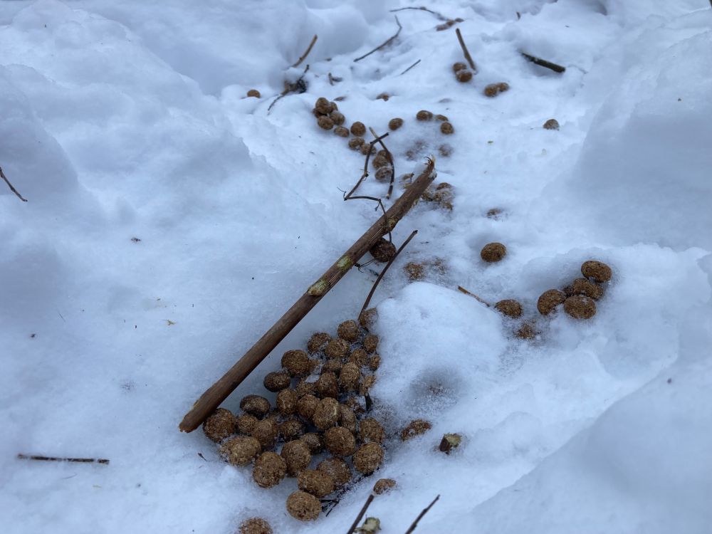 Jänesepabulad