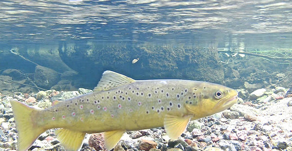 jõeforell