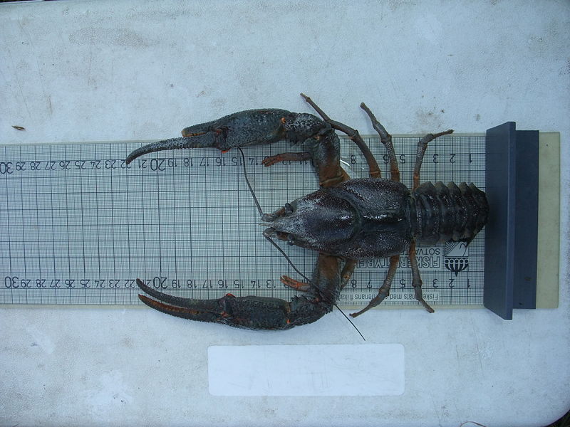 See erakordselt suur isane jõevähk (täispikkusega 15,4 cm) saadi Saaremaa ühest veekogust katsepüügi käigus 1. augustil 2013. Nii suuri vähke kohtab püükides väga harva.