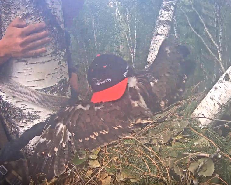 18.juulil sai noorlind omale äratundmist hõlbustavad jalarõngad