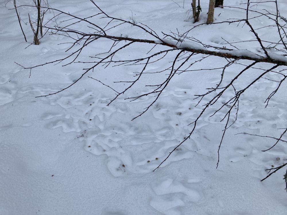 Jäljed reedavad, et metsaelanikud on koheselt jaol